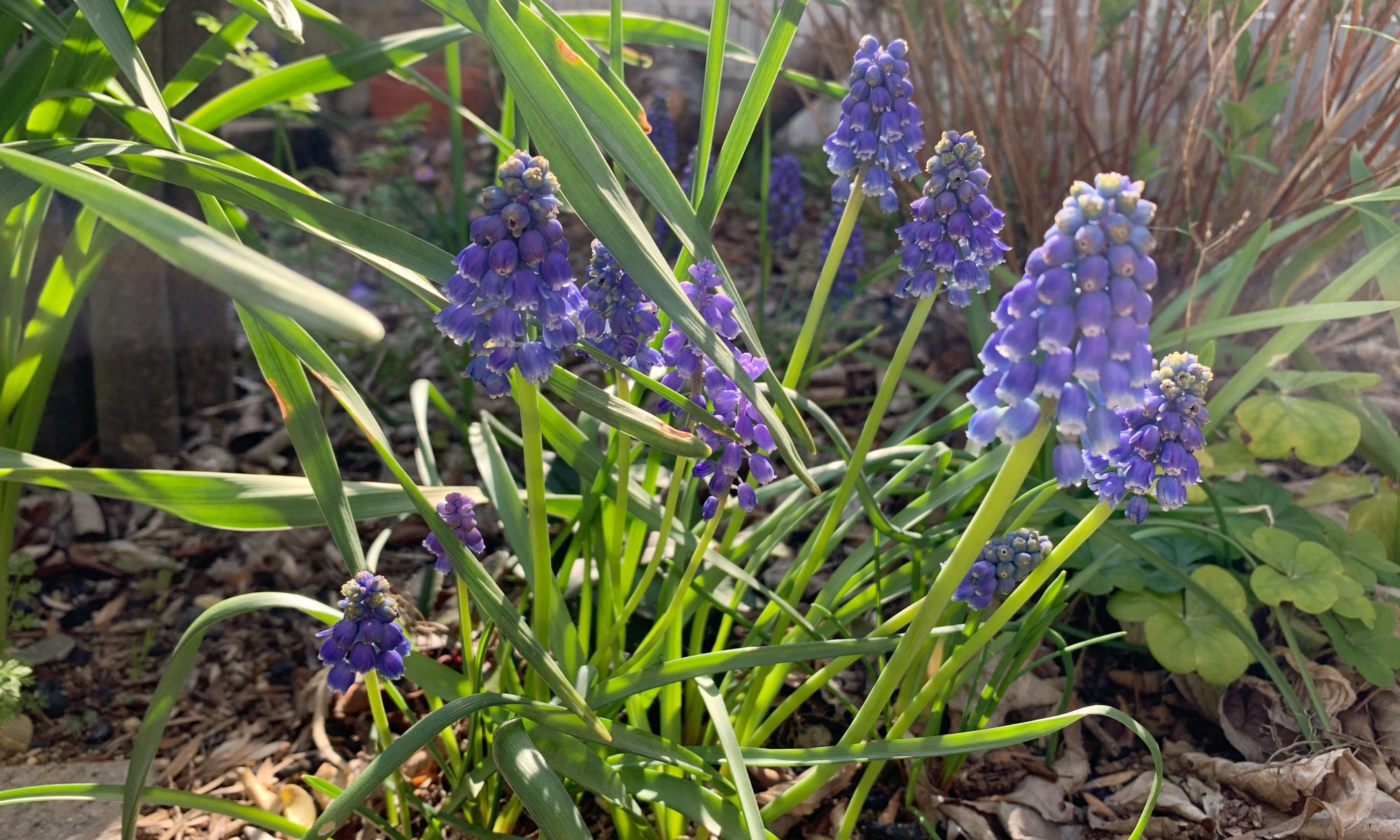 季節の花壇