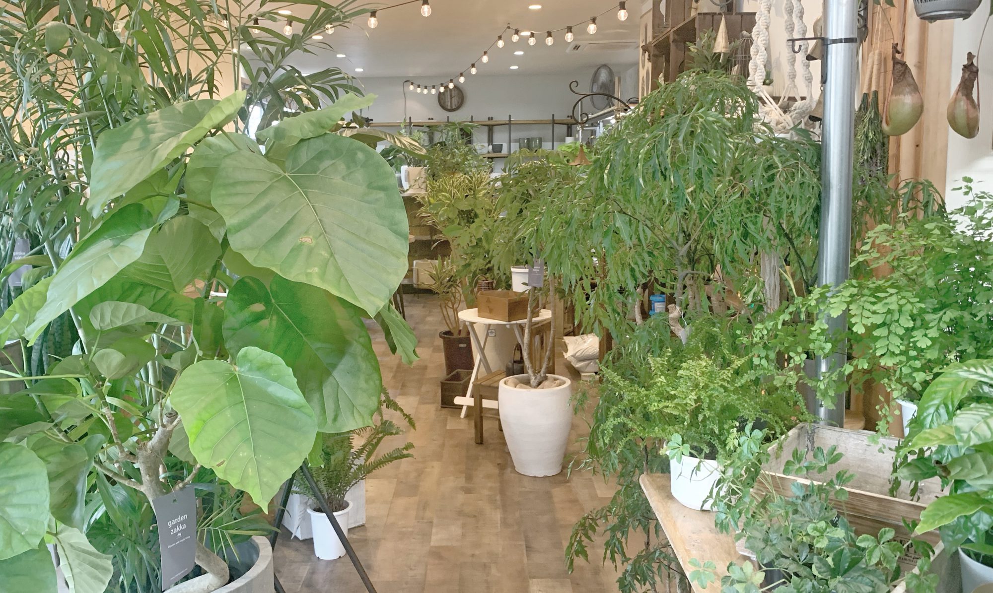 観葉植物・庭木 Plants shop