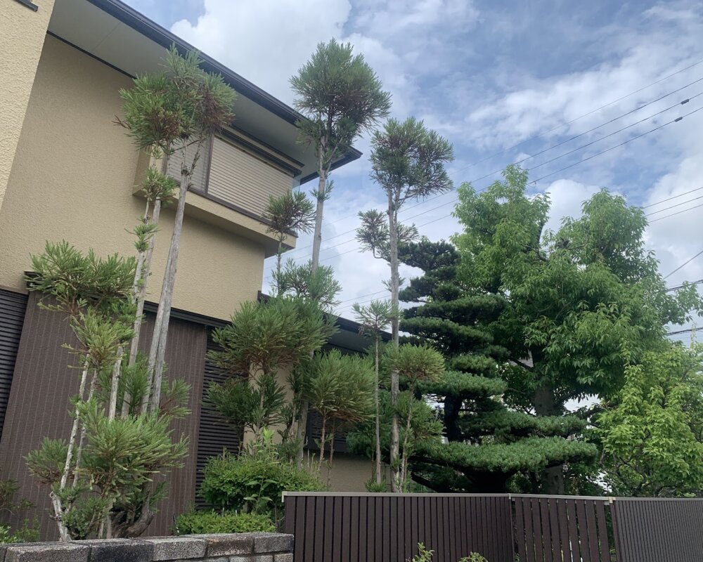 IMG_2831 神戸市北区 庭木剪定 ビフォー