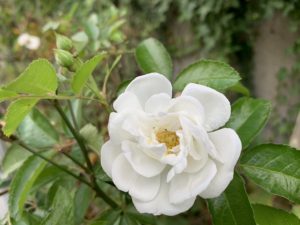 西宮　木バラ　メンテナンス　肥料・剪定・病害虫、年間スケジュール