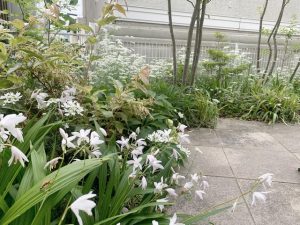 西宮　宿根草デザイン