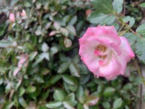 西宮　つるバラの年間管理　肥料・剪定ガイド