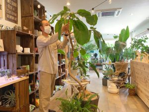 西宮の出張観葉植物メンテナンス専門店