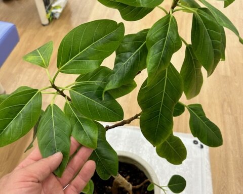 2306FE11-0FAD-48FB-8F53-E3A5994F7D9B 宝塚市 観葉植物メンテナンス 事例