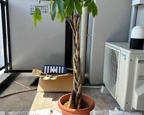 304D97AC-737C-457D-B0AC-1ED37D1B1069 西宮 観葉植物メンテナンス パキラ アフター