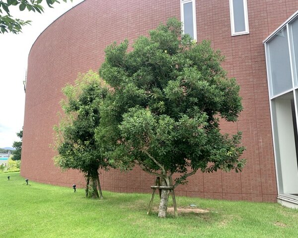 39C65B32-E822-4DA2-95DA-59854FB949B2 三木市 工場 植栽管理 作業前