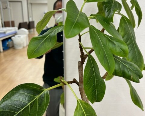 424C8CD1-B75A-42CC-8DE7-B2C673133516 宝塚市 観葉植物メンテナンス 事例