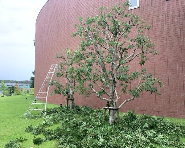 708DA534-10E5-40A5-B9D6-1ED480EE32C6 三木市 工場 植栽管理 作業後