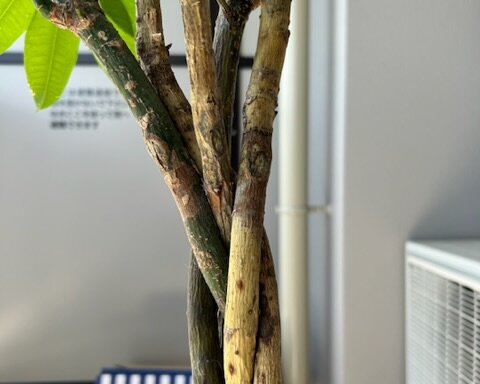 C815A14D-FE21-47B8-B03D-A8127FF59C8F 西宮 観葉植物メンテナンス パキラ ビフォー