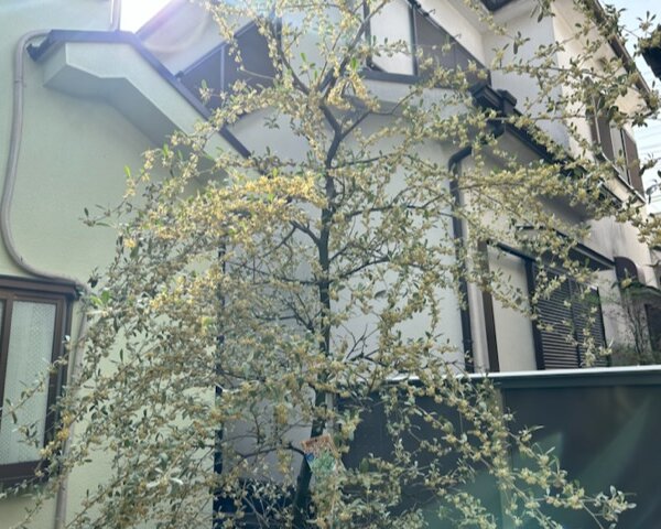 13393921-58F2-480E-98D8-8B4755A1B261 西宮 庭木剪定 アフター