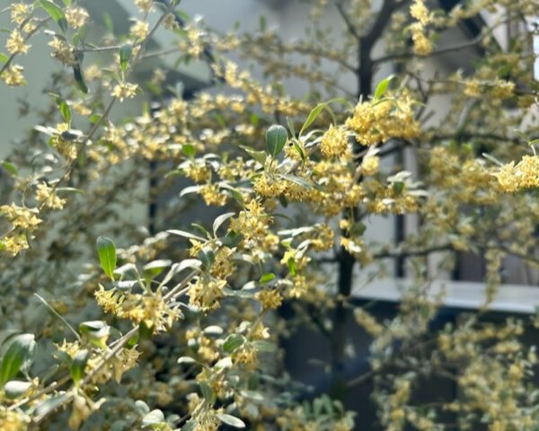 19ADCA20-5B8C-4EE1-9E4F-FFBECC2DD836 西宮 庭木剪定 ビフォー