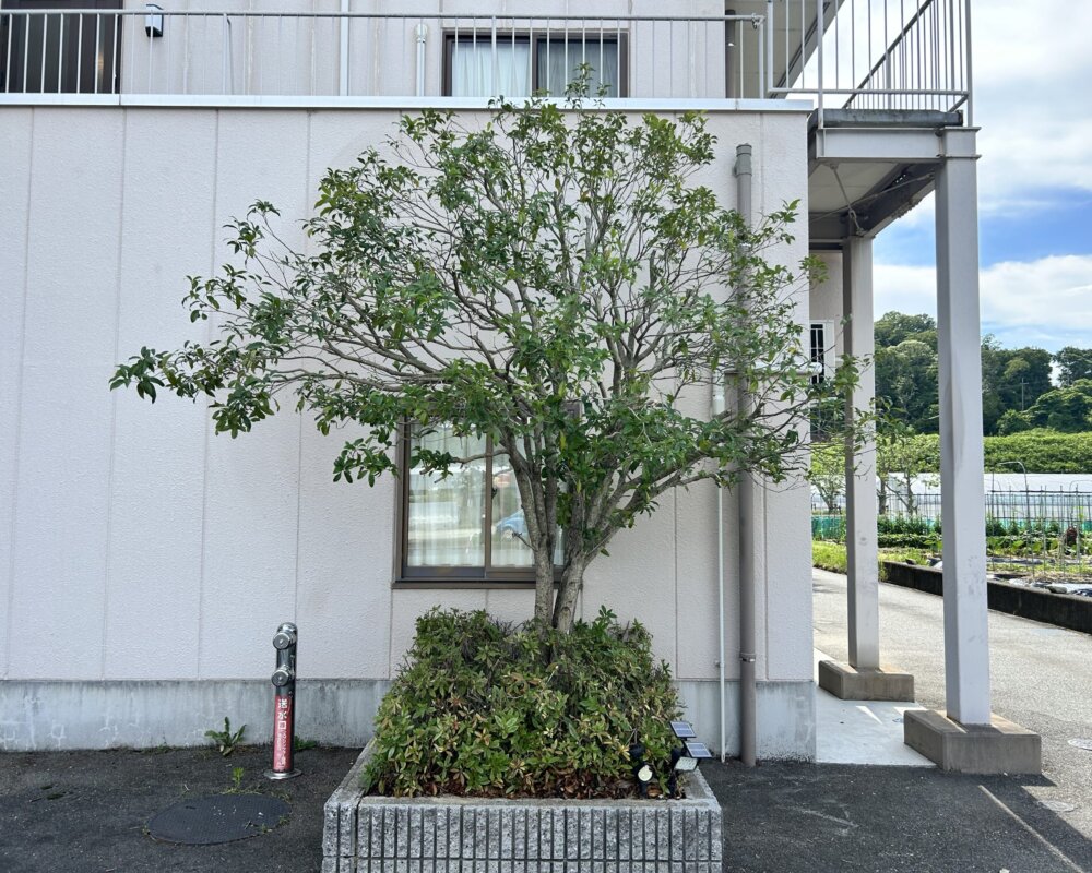 IMG_6984 神戸市 施設 植栽管理 作業後