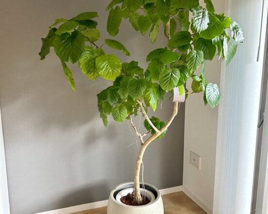 IMG_2144 神戸市北区 観葉植物 植え替えメンテナンス アフター