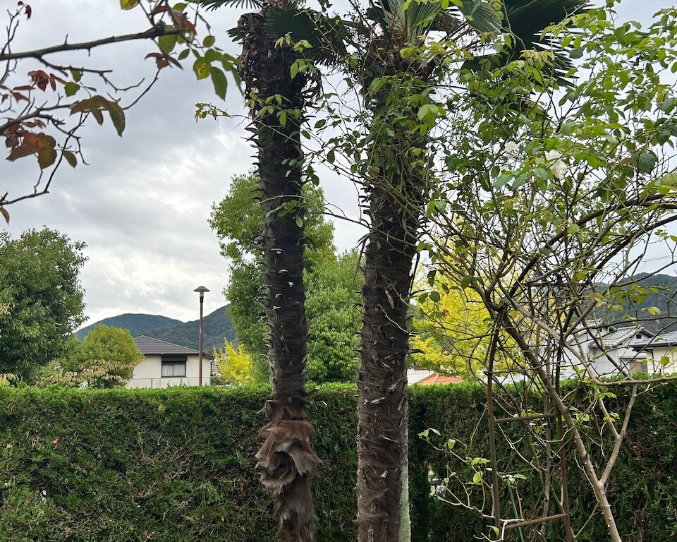 IMG_2342 神戸市北区 庭木伐採 ビフォー