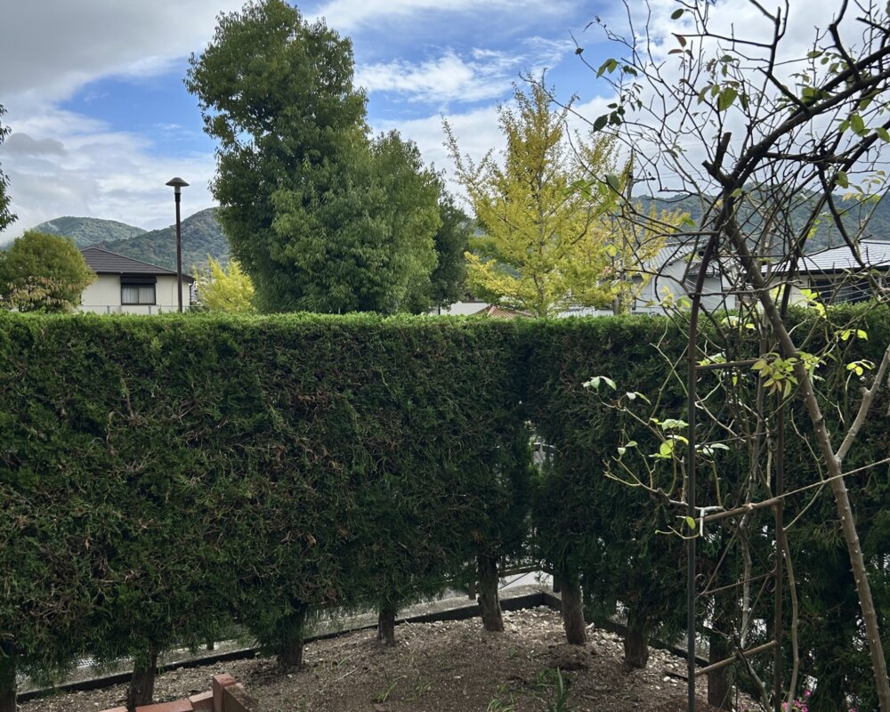 IMG_2345 神戸市北区 庭木伐採 アフター