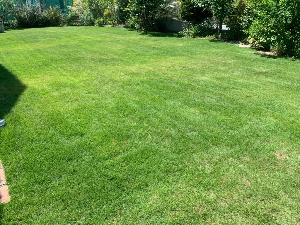 神戸三田　夏の高麗芝の様子