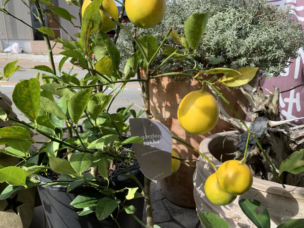 西宮 マイヤーレモンの鉢植え