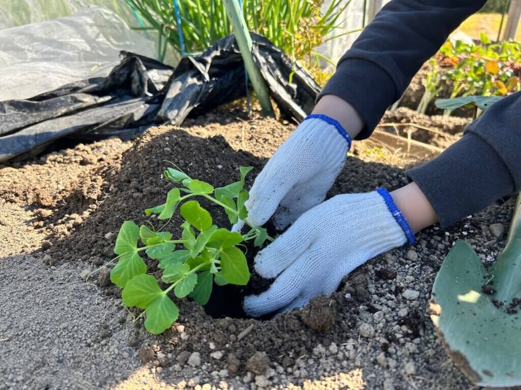 西宮で腐葉土の特徴と使い方