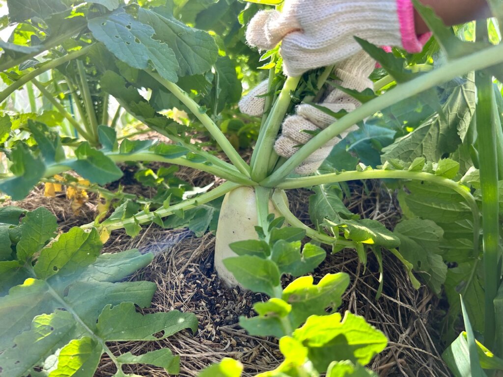 西宮で牛糞堆肥の特徴と使い方