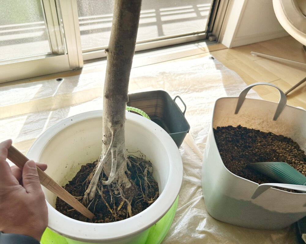 IMG_4529 神戸市北区 観葉植物 植え替え メンテナンス ビフォー