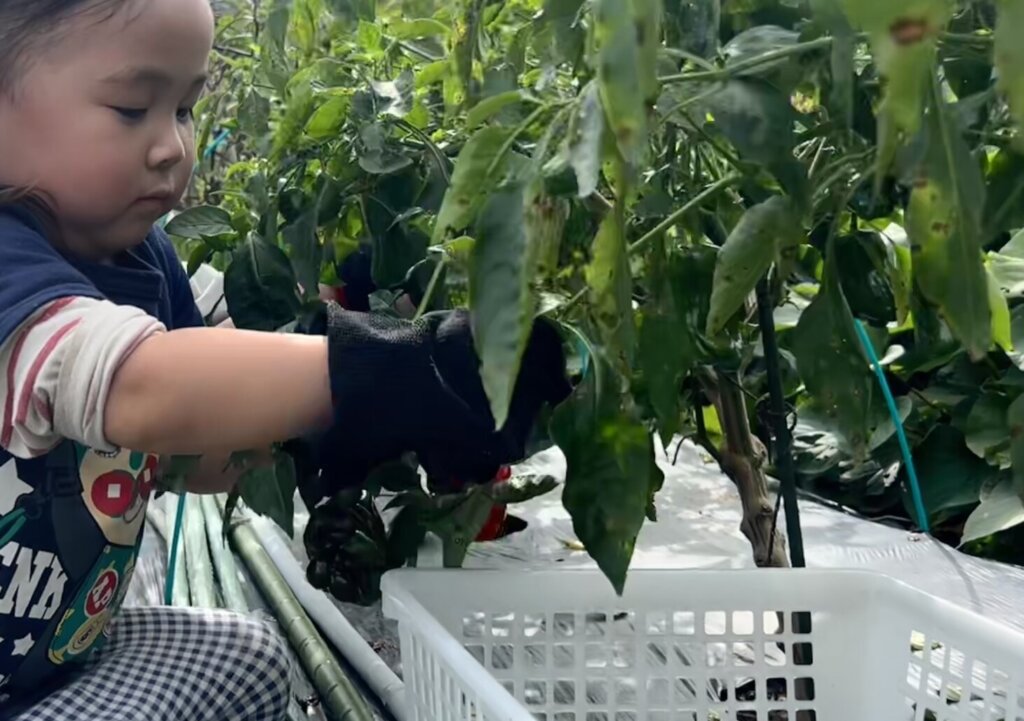 西宮市 菜園 牛糞堆肥 効果