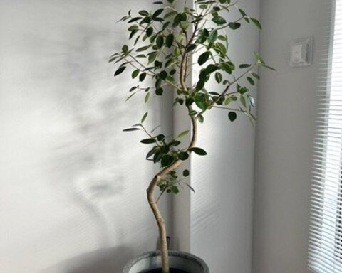 西宮市　観葉植物メンテナンス　作業後