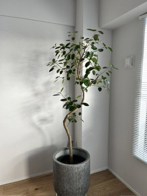 西宮 観葉植物メンテナンス 施工事例 アフター