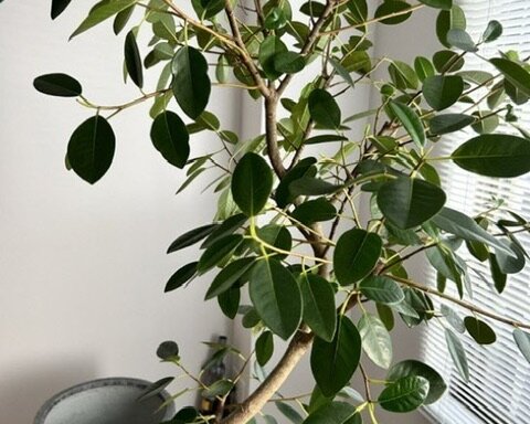 西宮市　観葉植物メンテナンス　作業前