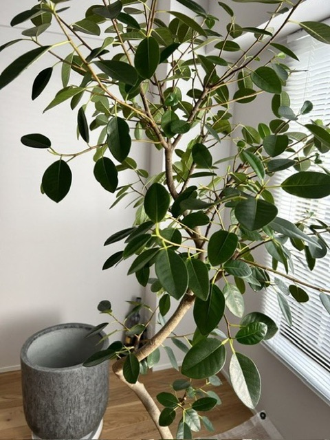 西宮 観葉植物メンテナンス 施工事例 ビフォー