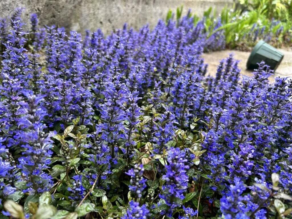 西宮の花壇年間スケジュール 3〜5月