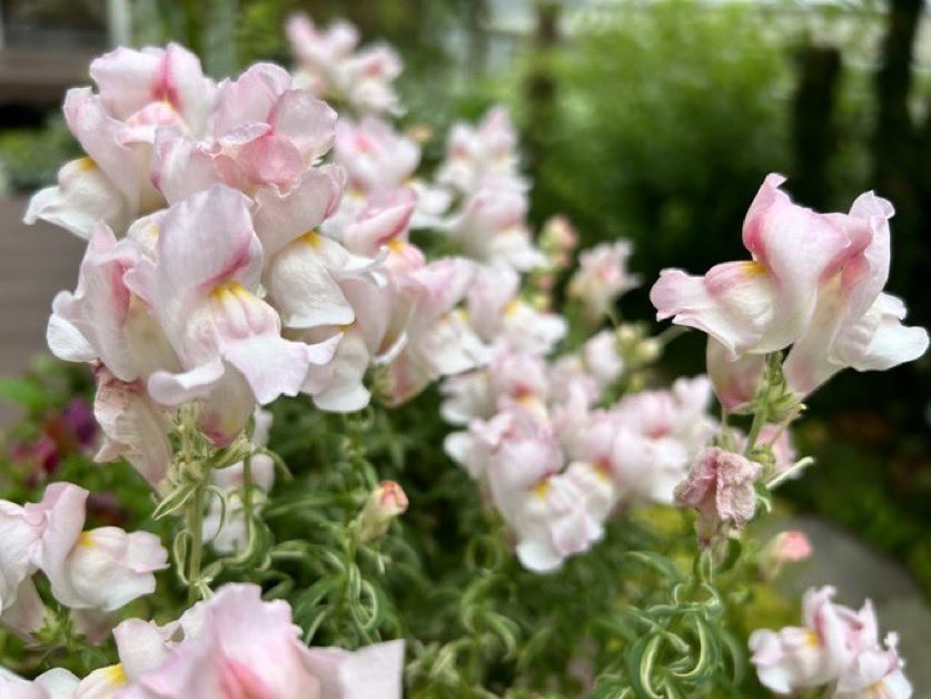 西宮の花壇年間スケジュール12〜2月