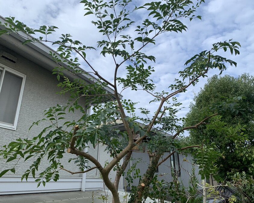 IMG_2536 西宮市 庭木剪定 作業後