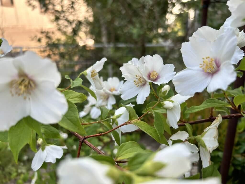 西宮の花壇年間スケジュール6〜8月