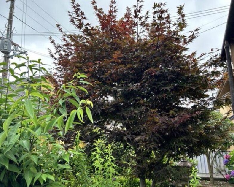 IMG_2584 西宮 モミジ剪定 作業前