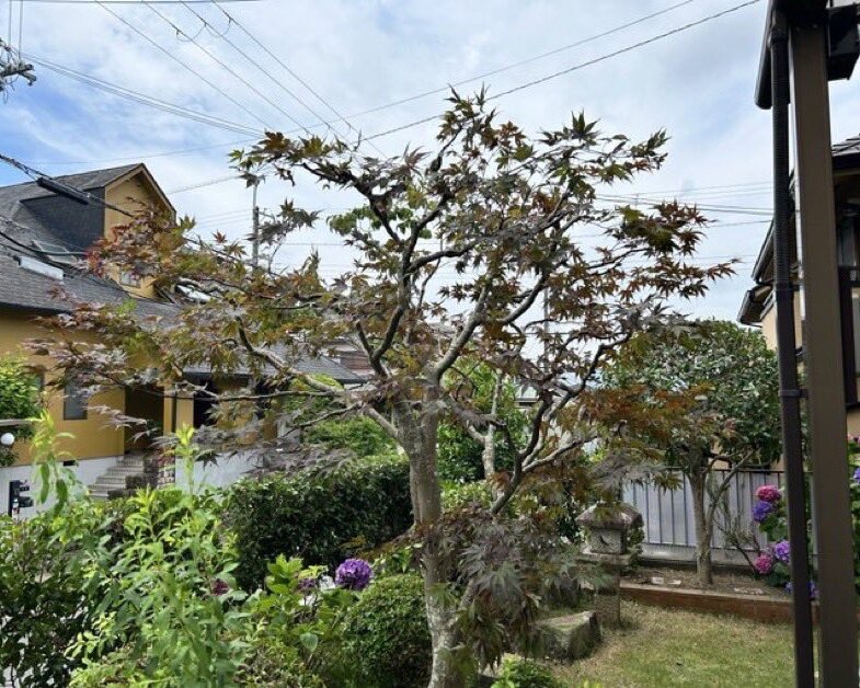 IMG_2585 西宮 モミジ剪定 作業後