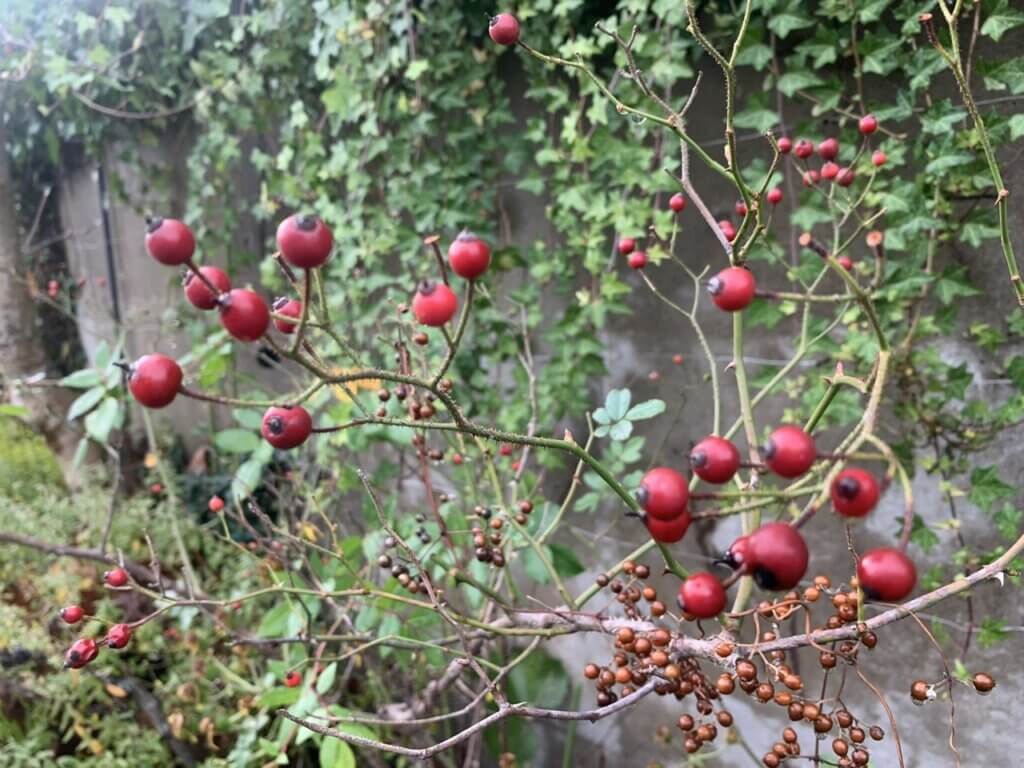 西宮の花壇年間スケジュール9〜11月