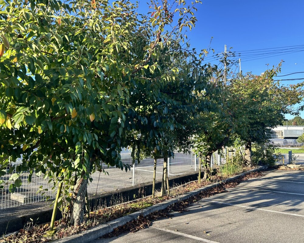 神戸市北区　施設植栽管理　剪定作業前