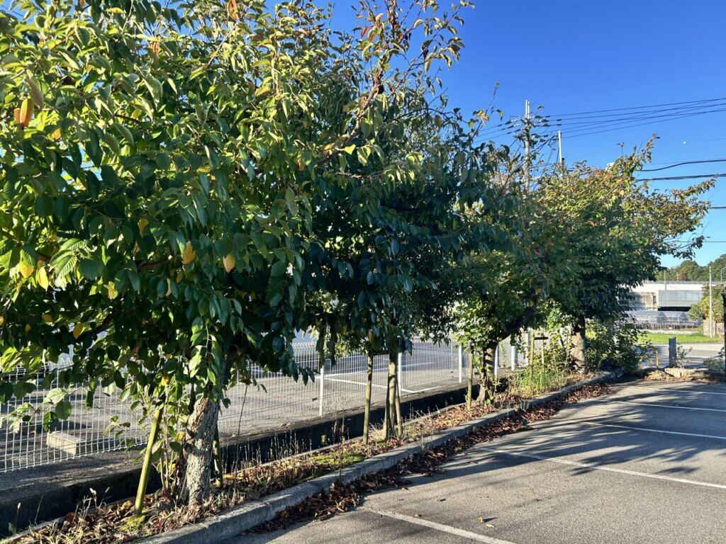 神戸市北区 施植栽管理 施工事例 ビフォー