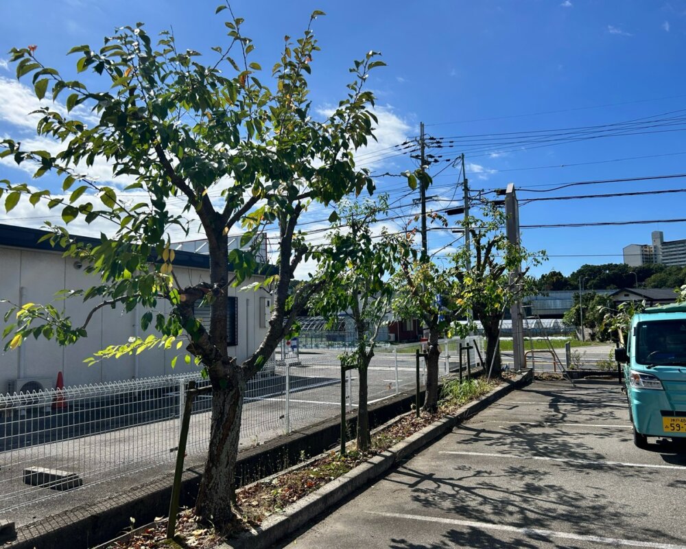 神戸市北区　施設植栽管理　剪定作業後