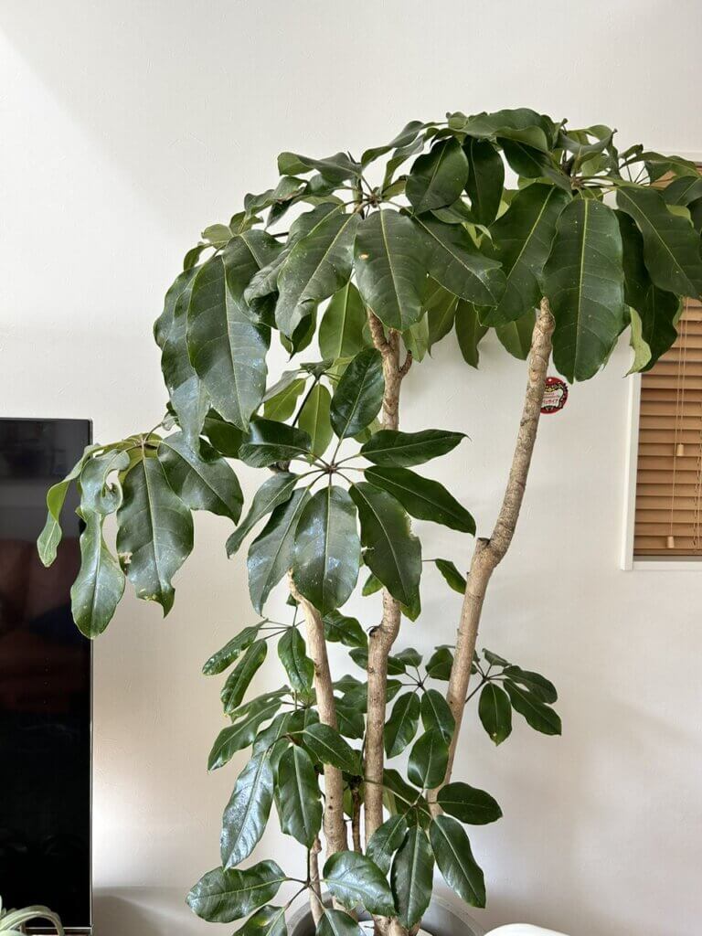 西宮市　観葉植物　カイガラムシ被害　施工事例　ビフォー