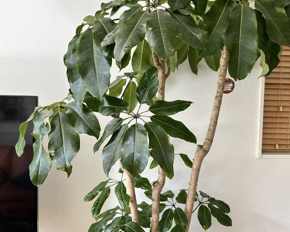 IMG_2742 神戸市 観葉植物メンテナンス 作業後