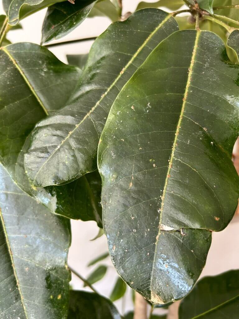 西宮市　観葉植物　カイガラムシ被害　施工事例　アフター