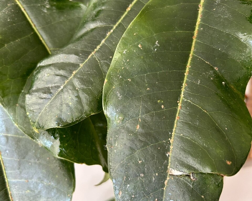 IMG_2743 神戸市 観葉植物メンテナンス 作業前