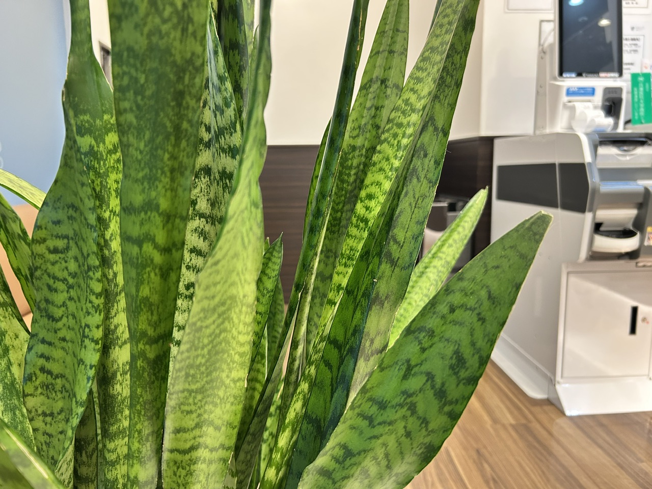 西宮 オフィス 観葉植物 緑化 シードガーデン