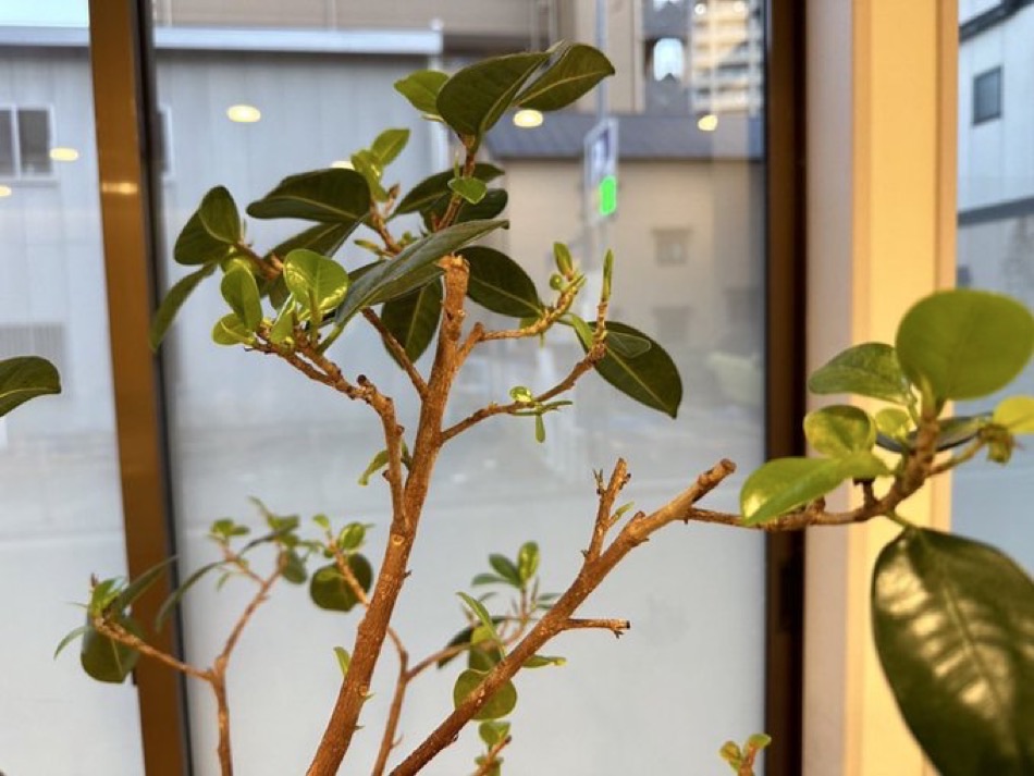 神戸 店舗 植栽 メンテナンス 事例